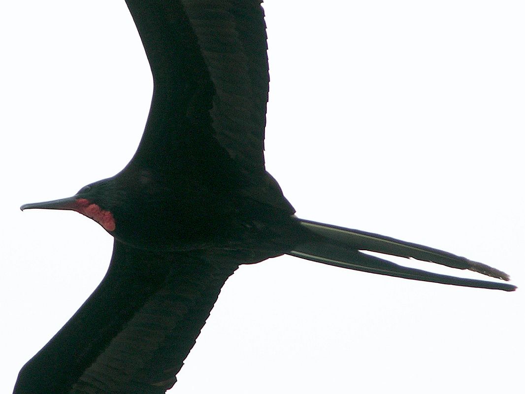 Galapagos 4-2-07 Floreana Post Office Bay Male Frigatebird